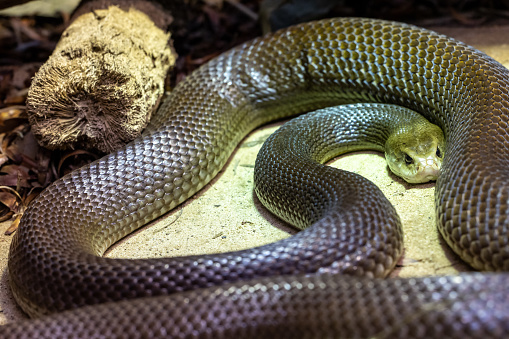 Australian Coastal Taipan in an Australian Zoo Exhibit (Oxyuranus scutellatus}