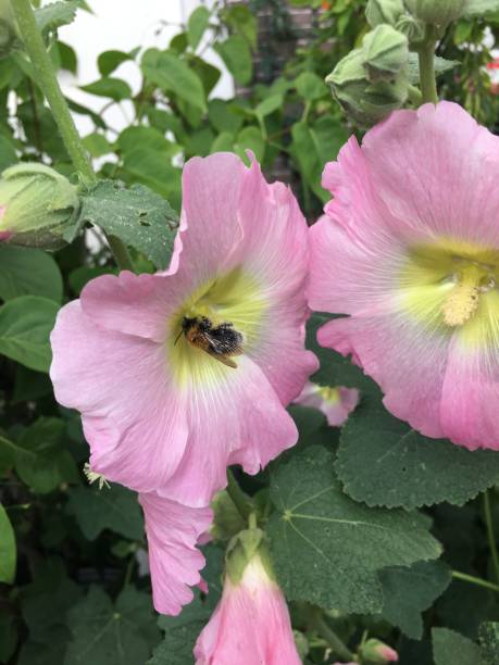 istock Flower and the bee 1 1396155589