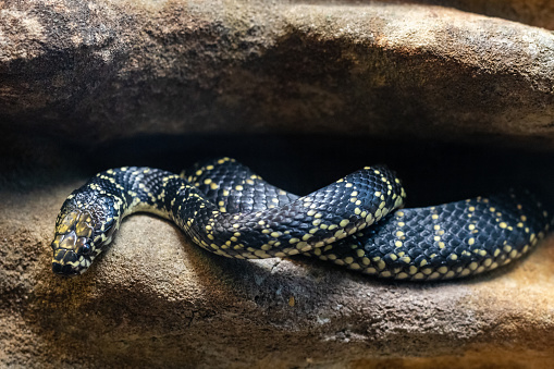 Australian Broad-headed Snake at an Australian Zoo exhibit (Hoplocephalus bungaroides)