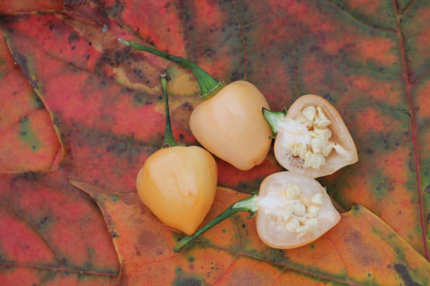 istock Orange hot chili peppers on bright autumn leaves 1396156314