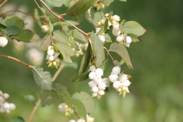 istock Common snowberry (Symphoricarpos albus) with white berries in garden 1396156336