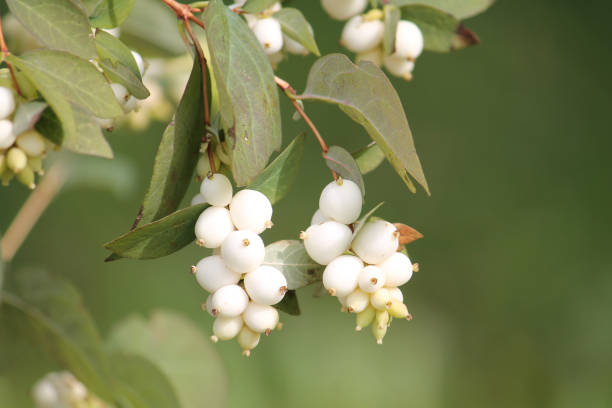 istock Common snowberry (Symphoricarpos albus) with white berries in garden 1396156337
