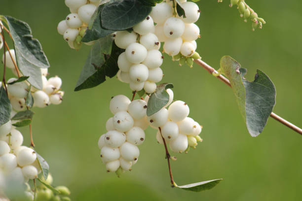 istock Common snowberry (Symphoricarpos albus) with white berries in garden 1396156434