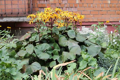 Flowering summer ragwort (Ligularia dentata) plant with yellow flowers and green leaves in garden