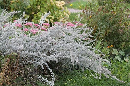Ornamental wormwood plant with gray leaves in autumn garden