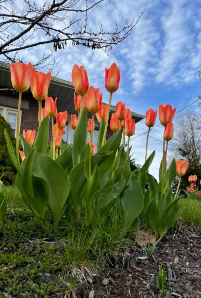 istock Stunning orange tulips and a blue sky 1396157701