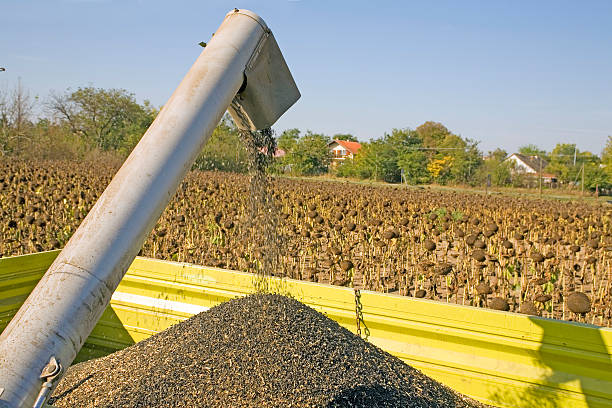 Harvesting of sunflower seeds at field in Europe
