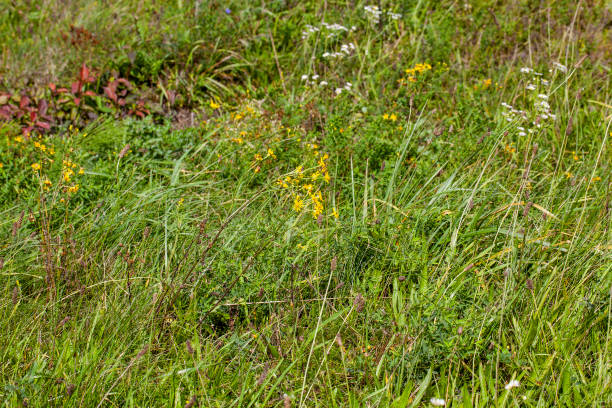 istock part of the field where green grass grows 1396159817