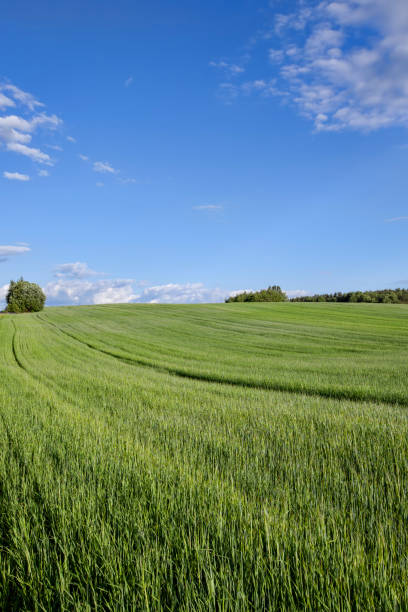 istock agricultural field where cereal wheat is grown 1396159884