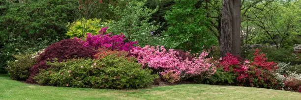 Photo of Garden with blooming trees during spring time