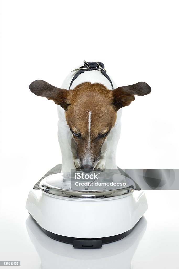 Perro en una escala - Foto de stock de Báscula libre de derechos