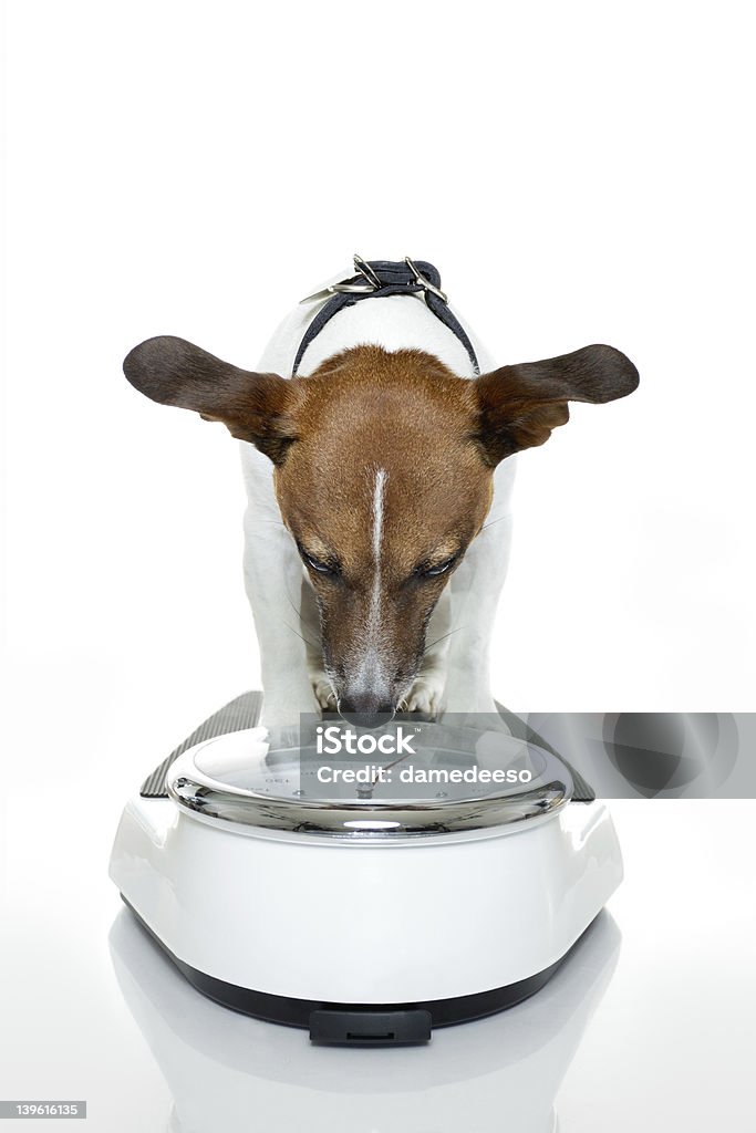 犬には、体重計 - 犬のロイヤリティフリーストックフォト