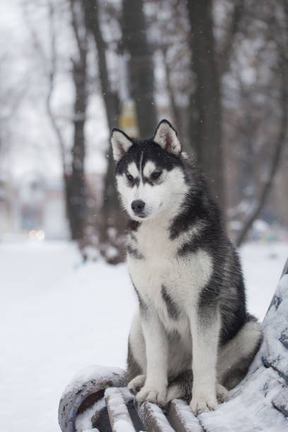 istock Beautiful siberian husky in a snowy park 1396161433