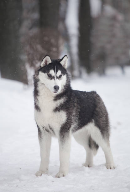 istock Beautiful siberian husky in a snowy park 1396161440