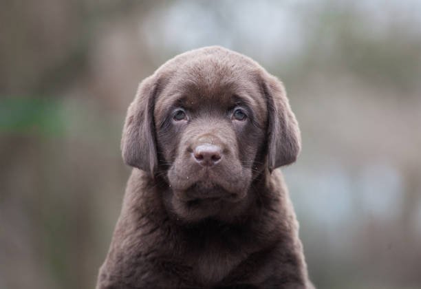 istock Labrador puppy walks in the park 1396161454