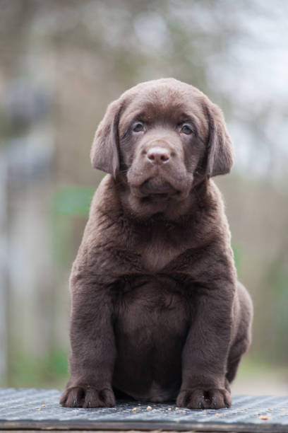 istock Labrador puppy walks in the park 1396161462