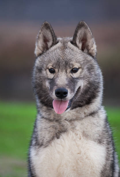istock The gray husky looks like a wolf. 1396161482