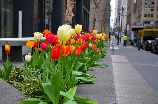 Flowers are seen blooming on Park Avenue in New York City on April 23, 2022.