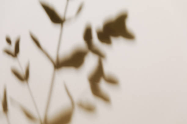 istock Eucalyptus branch shadow on pastel neutral beige background. Flat lay. Minimal, styled concept for bloggers with leaf, sun light and trendy shadow. 1396162411