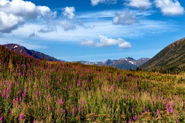 istock Alaska fireweed flowers in meadow during summertime 1396165162