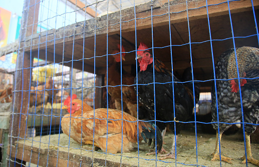 salvador, bahia, brazil - april 30, 2022: free-range chicken for sale at the Sao Joaquim fair in the city of Salvador.