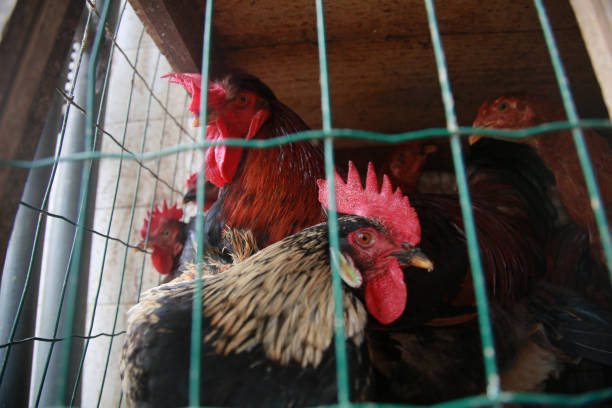 istock free range chicken for sale at fair 1396166510