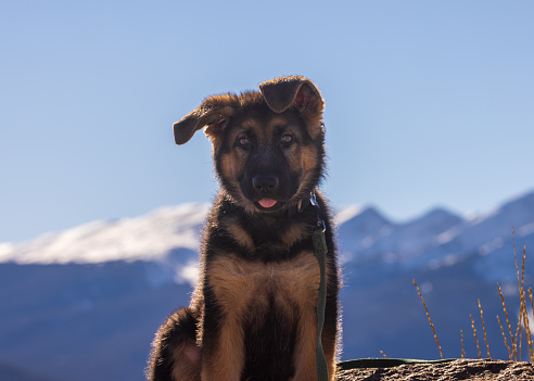 A young german shepherd puppy sits on top of a rock with the snow-capped peaks of the Rocky Mountains behind him. His ears are partly flopped over and tongue sticking out slightly.