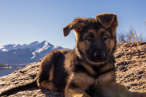 A young german shepherd puppy lays down on top of a rock with the snow-capped peaks of the Rocky Mountains behind him. His ears are partly flopped over. A lake can be seen behind him.