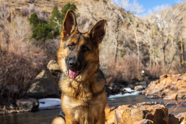 German Shepherd Puppy on a River Hike stock photo
