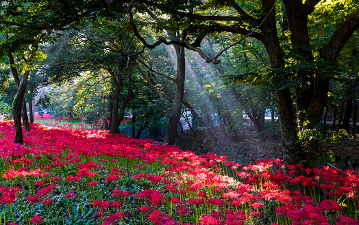 Lycoris radiata, a Glory Bulgapsa Temple that blooms in August.