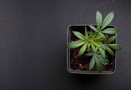 marijuana leaf, cannabis plant, indoor cultivation, black background