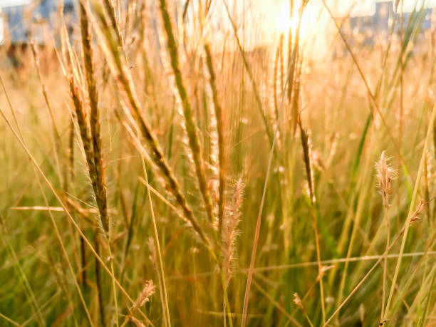 istock Flower grass in the evening sunset 1396170999