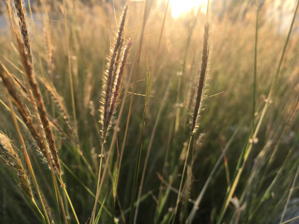 istock Flower grass in the evening sunset 1396171000