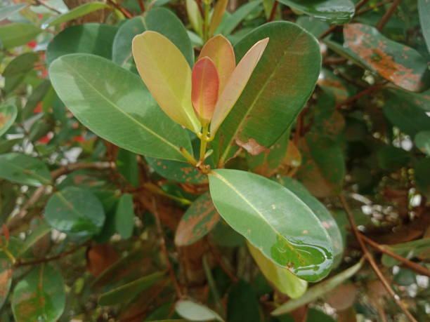 istock Pucuk Idat leaves (Cratoxylum glaucum Korch) 1396171967