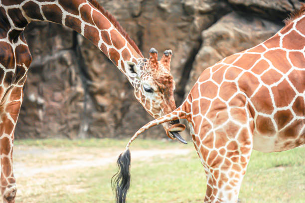 어리석은 기린 - animal animal neck cute safari animals 뉴스 사진 이미지
