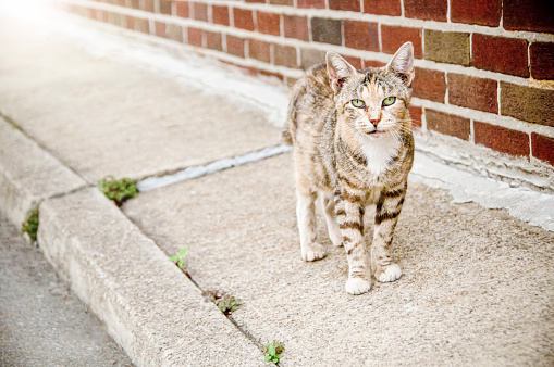 Homeless cat on a sidewalk