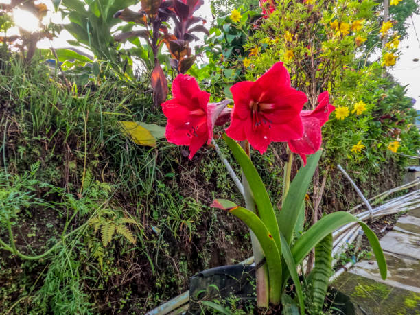 istock Amaryllis flowers in bloom are red, in black potted plants 1396174657