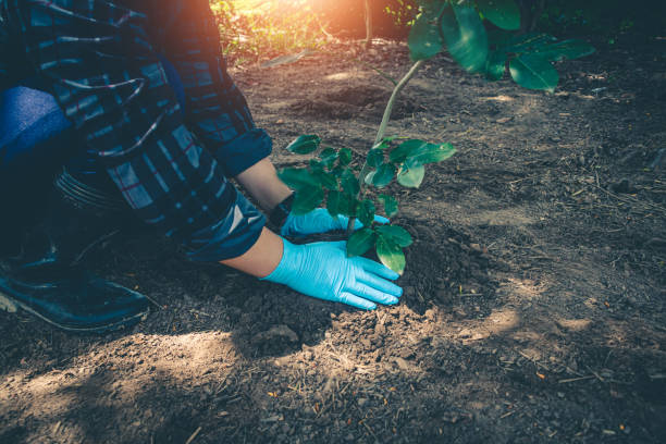 istock Hand for planting tree back to the forest, Creating awareness for love wild. 1396176323