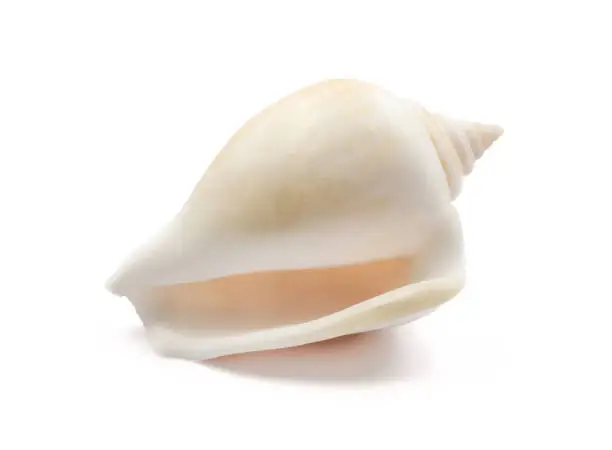 one sea shell isolated on a white background. with clipping path.
