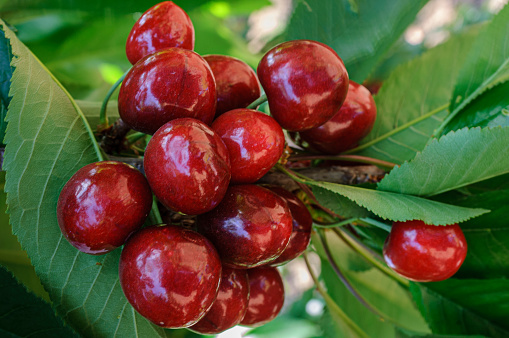 Close-up of ripening bing cherries (Prunus avium) on fruit tree.