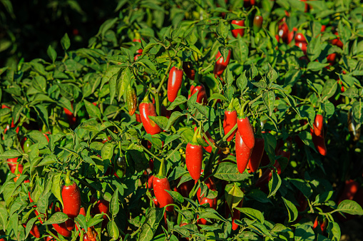 Chili in the vegetable garden farm
