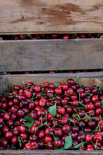 Close-up of bing cherries (Prunus avium) that have been boxed after being harvested.