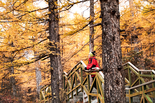 asian woman female tourist standing on wooden bridge looking at autumn foliage in forest