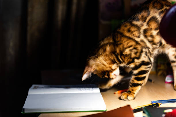 istock Portrait of a playful bengal kitten 1396188598