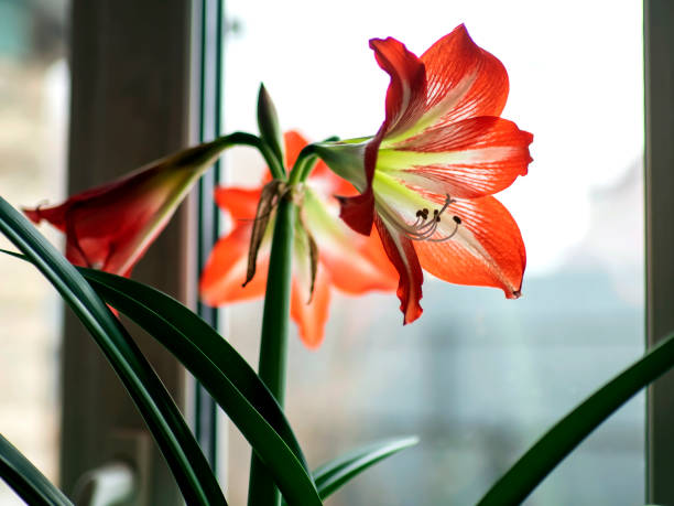 istock large red Amaryllis flowers bloom on the windowsill 1396189400