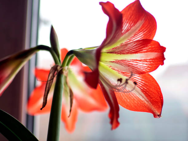 istock large red Amaryllis flowers bloom on the windowsill 1396189402