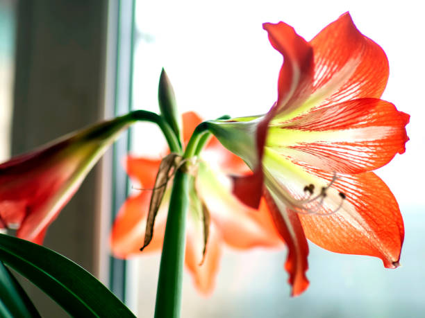 istock large red Amaryllis flowers bloom on the windowsill 1396189405