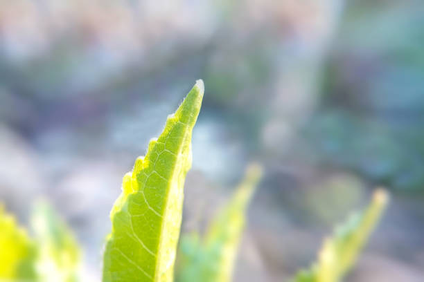 Green sprout blurred background close up, sativa plant strength stock photo