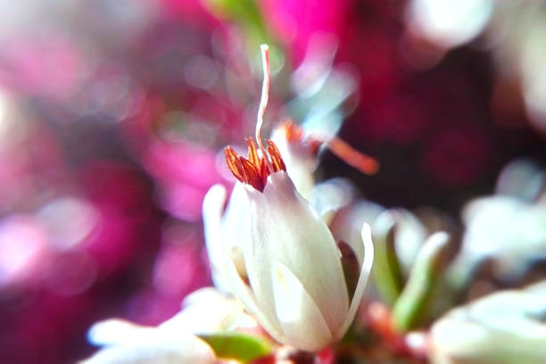 White flower macro blurred soft background sunlight stock photo