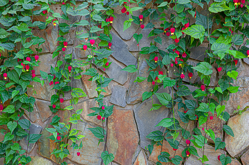 Red flower trailing also know as Abutilon megapotamicum blooming in sunny garden with stone wall background